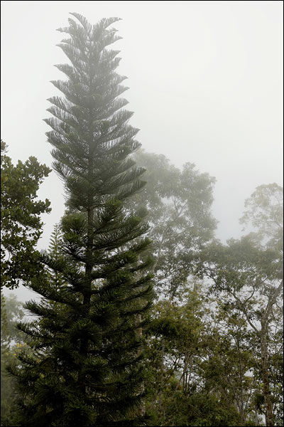 Penang Hill rainforest, October 2025, Malaysia