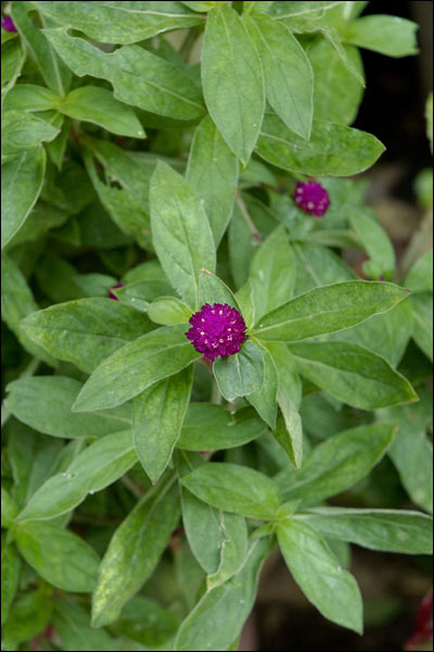 Penang Hill flowers, October 2025, Malaysia