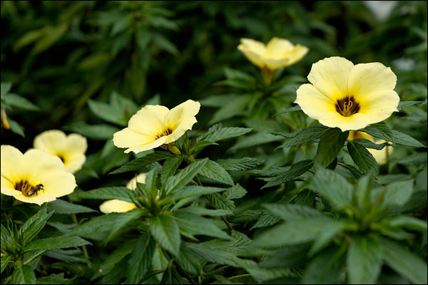 Penang Hill flowers, October 2025, Malaysia