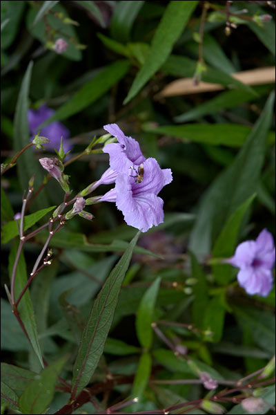 Penang Hill flowers, October 2025, Malaysia