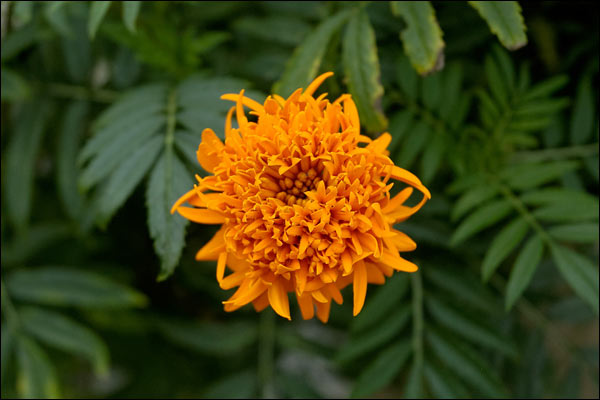 Penang Hill flower, October 2025, Malaysia