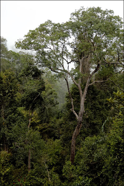 Penang Hill rainforest, October 2025, Malaysia