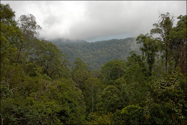 Penang Hill rainforest, October 2025, Malaysia