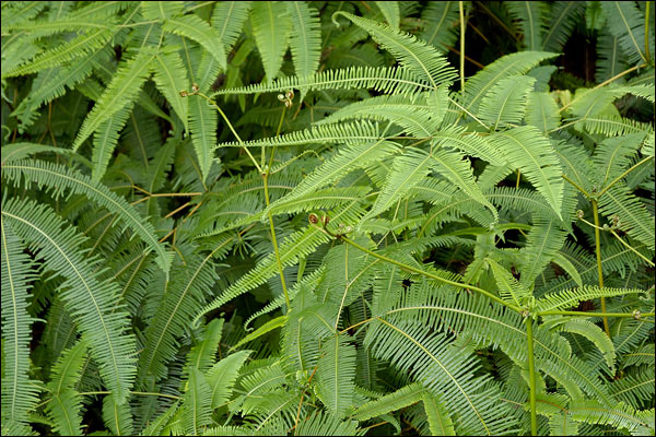 Penang Hill ferns, October 2025, Malaysia