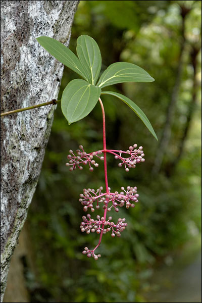 Penang Hill flora, October 2025, Malaysia
