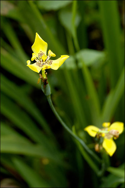 Penang Hill flowers, October 2025, Malaysia