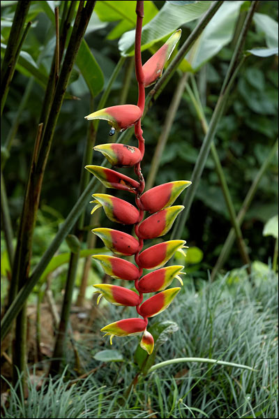 Penang Hill flora, October 2025, Malaysia