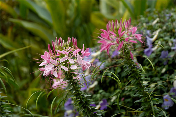 Penang Hill flowers, October 2025, Malaysia