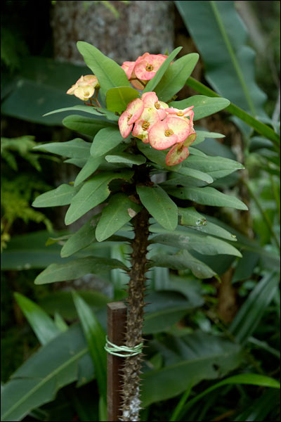 Penang Hill flowers, October 2025, Malaysia