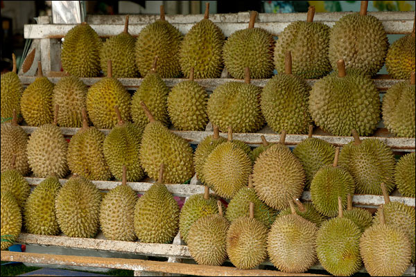 Durian stall in Penang, October 2025, Malaysia