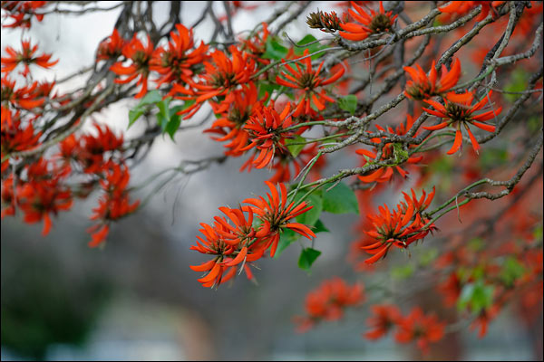 Red flowers in Bateman, August 2024, Perth
