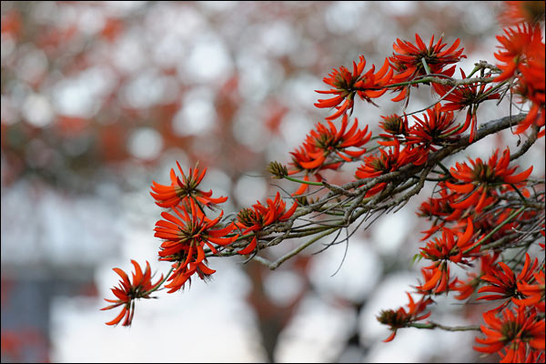 Red flowers in Bateman, August 2024, Perth