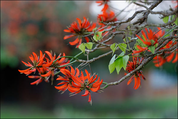 Red flowers in Bateman, August 2024, Perth