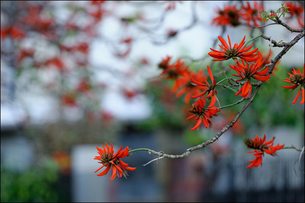 Red flowers in Bateman, August 2024, Perth