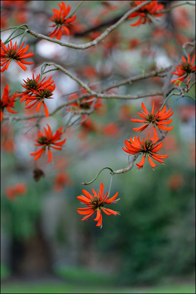 Red flowers in Bateman, August 2024, Perth