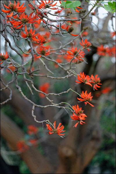 Red flowers in Bateman, August 2024, Perth