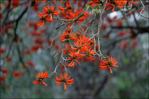 Red flowers in Bateman, August 2024, Perth