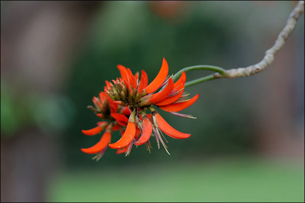 Red flowers in Bateman, August 2024, Perth