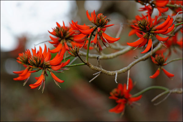 Red flowers in Bateman, August 2024, Perth