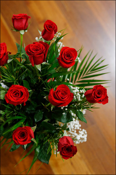 Roses, November 2024, Perth