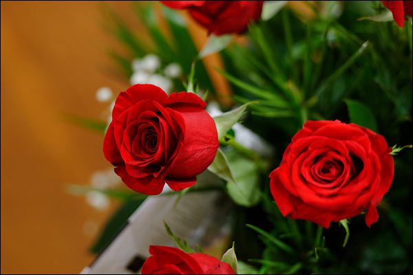 Roses, November 2024, Perth