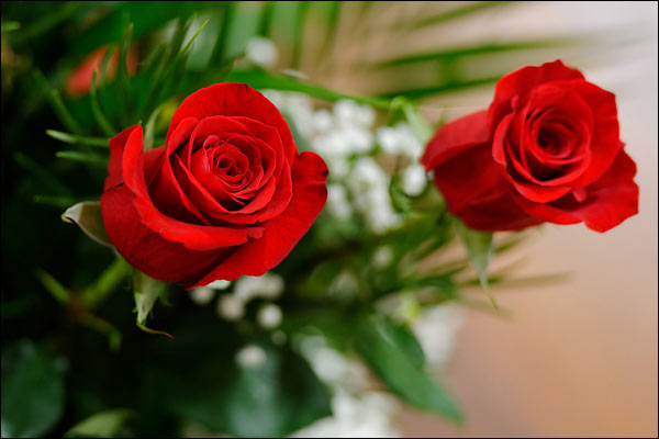 Roses, November 2024, Perth