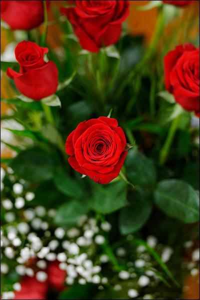 Roses, November 2024, Perth