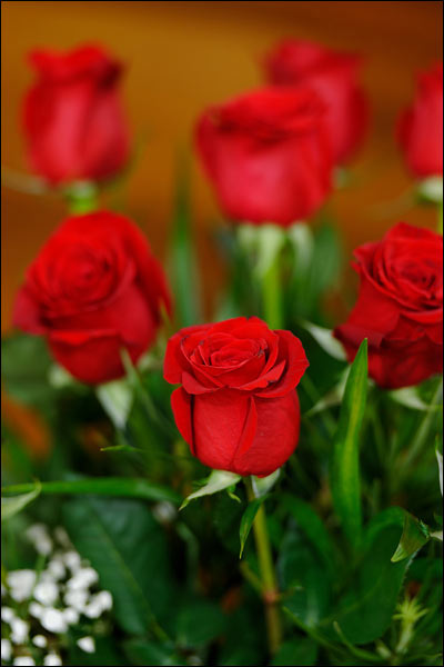 Roses, November 2024, Perth